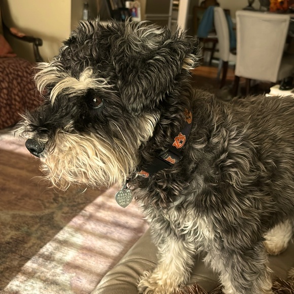 Meet your Posher, Joshua

Mens, womens wear, kids, animals, I got good stuff - Picture 1 of 1